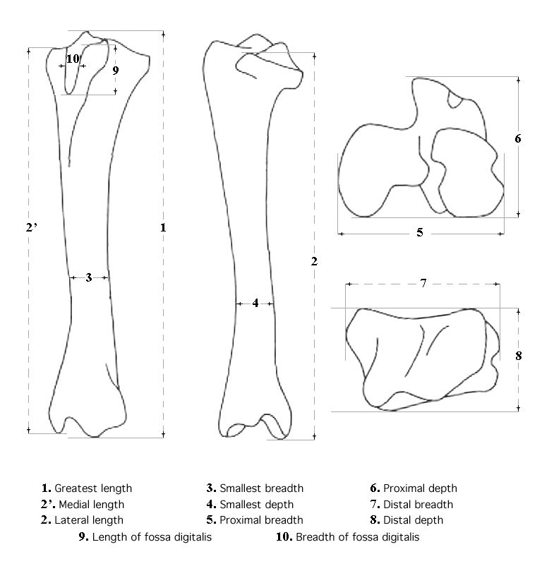 Tibia system of measurements