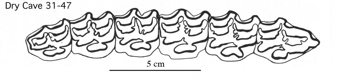 Fig.32 E. conversidens Dry Cave 31-47 Upper cheek teeth