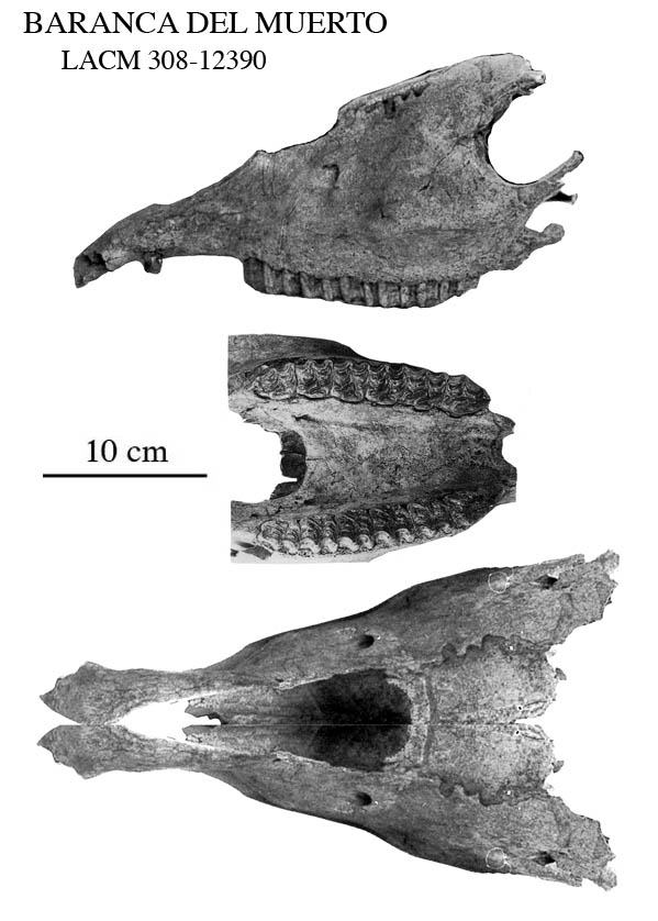 Fig.6 Baranca del Muerto LACM 308-123900 Cranium