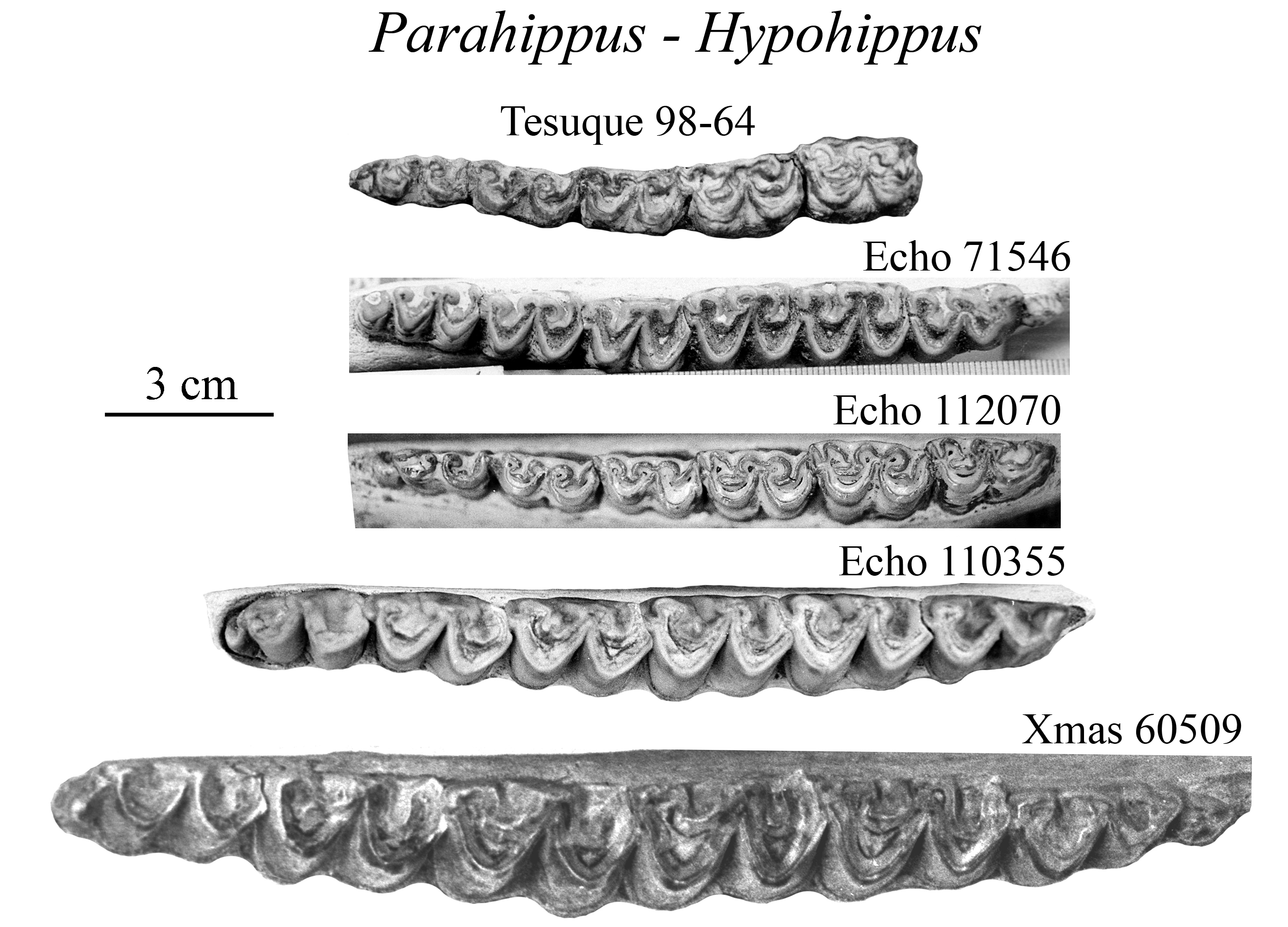 Hypo-Parahippus lower cheek teeth