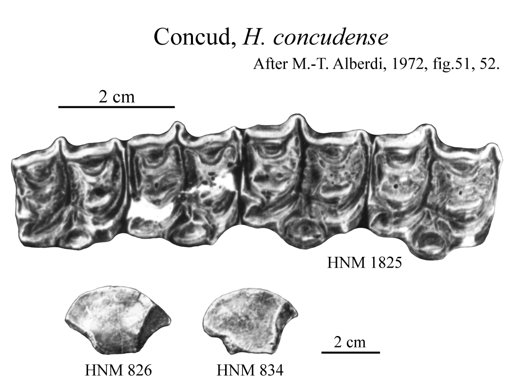 H. concudense, Upper cheek teeth and MC III