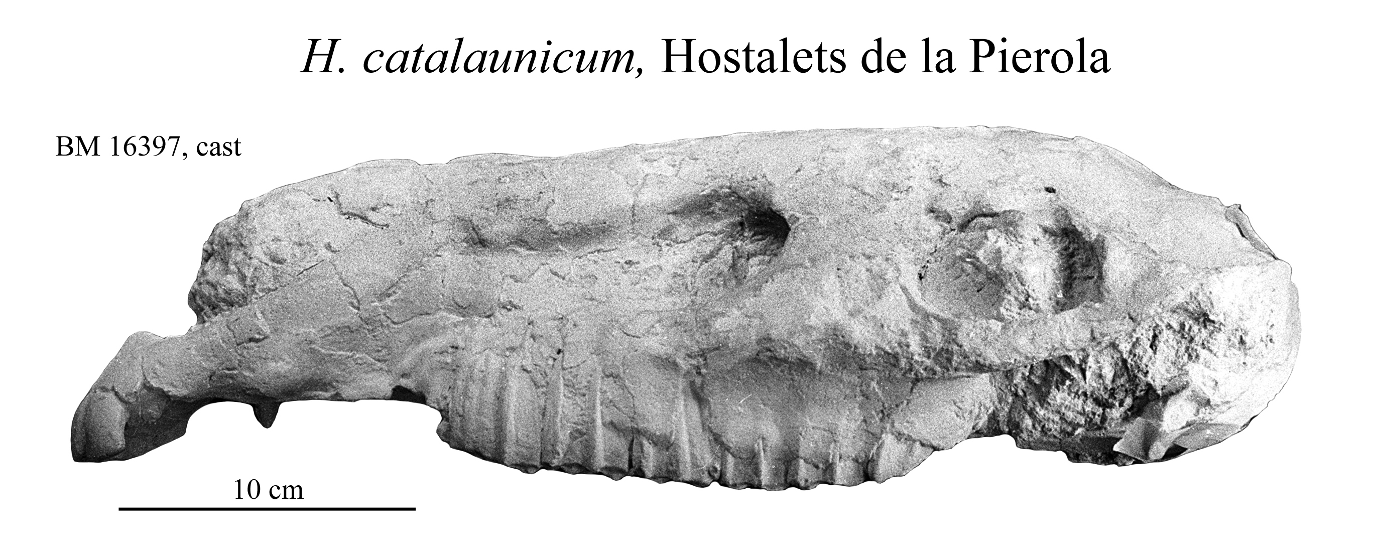 H. catalaunicum, cranium, profile