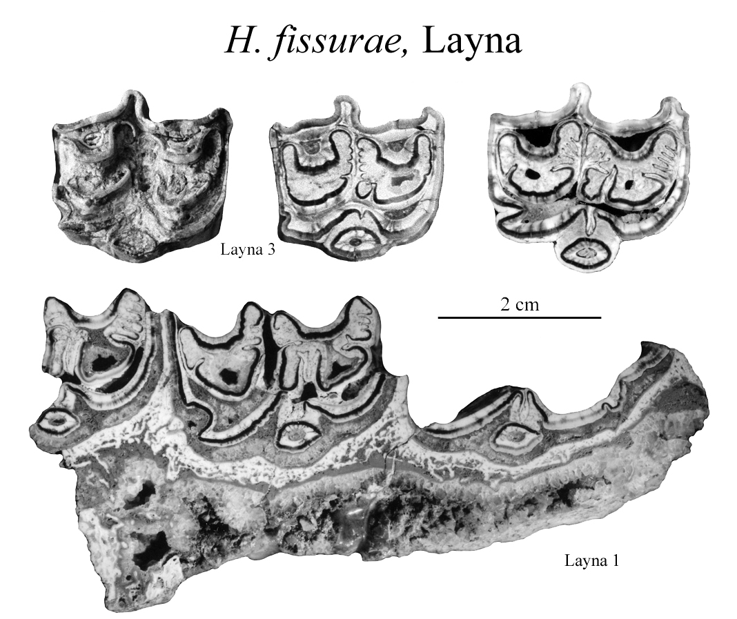 Layna, Upper cheek teeth