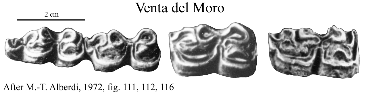 Venta Moro del Moro, Lower cheek teeth