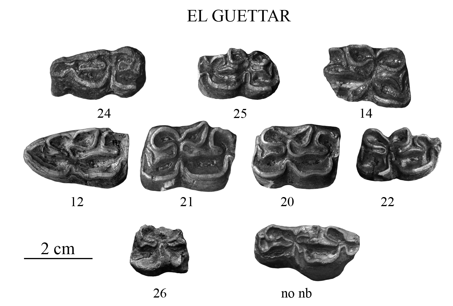 El Guettar, Lower cheek teeth