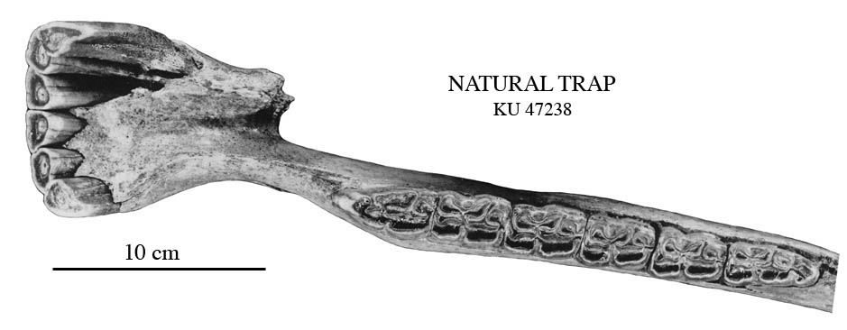 Fig.1 Nat Trap mandible 47238, occlusal view