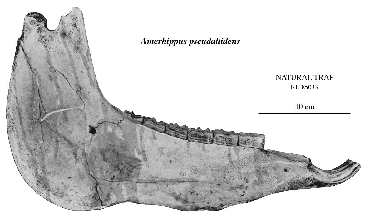 Fig.2 Natural Trap KU 85033, A. cf. pseudaltidens, mandible, profile