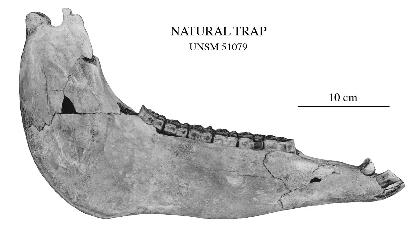 Fig.3 Nat Trap mandible 51079, profile