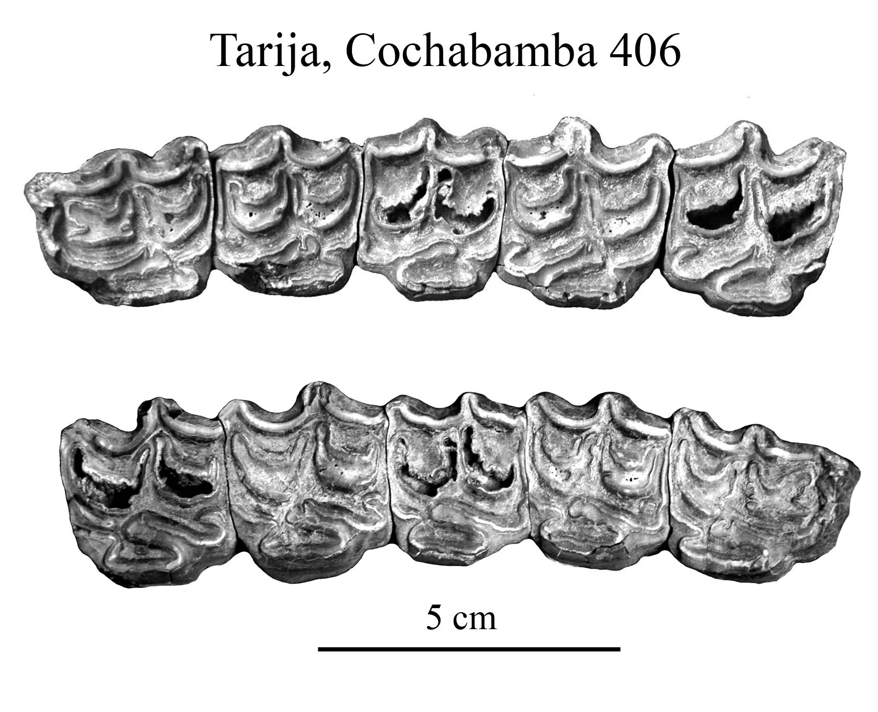 Tarija, Cochabamba 406, Upper Cheek Teeth