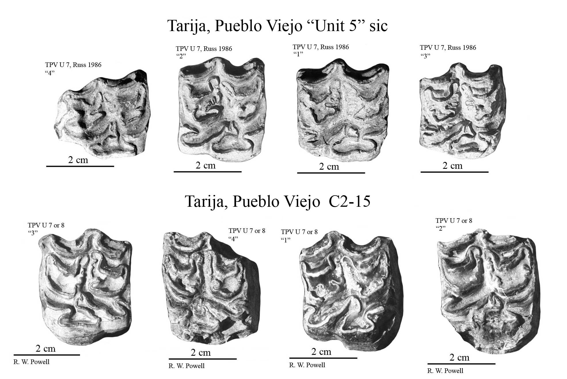 Pueblo Viejo Upper cheek teeth photos