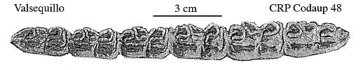 Fig.37 E. conversidens Valsequillo CRP Codaup 48 Lower cheek teeth