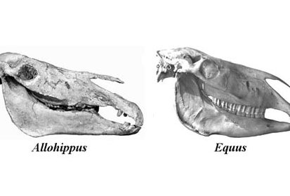 Crânes d'Allhippus et d'Equus vus de profil
