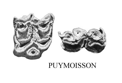 Puymoisson Upper and lower cheek teeth