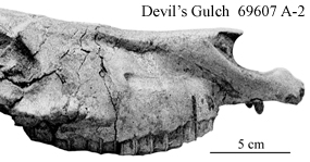 POF Devil's Gulch 69607