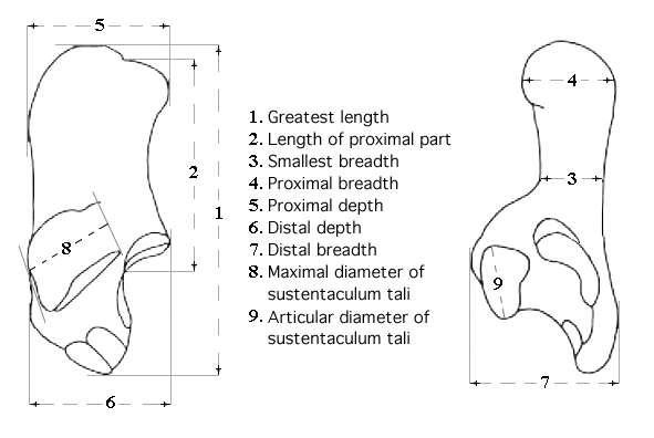 Calcaneum System of measurements