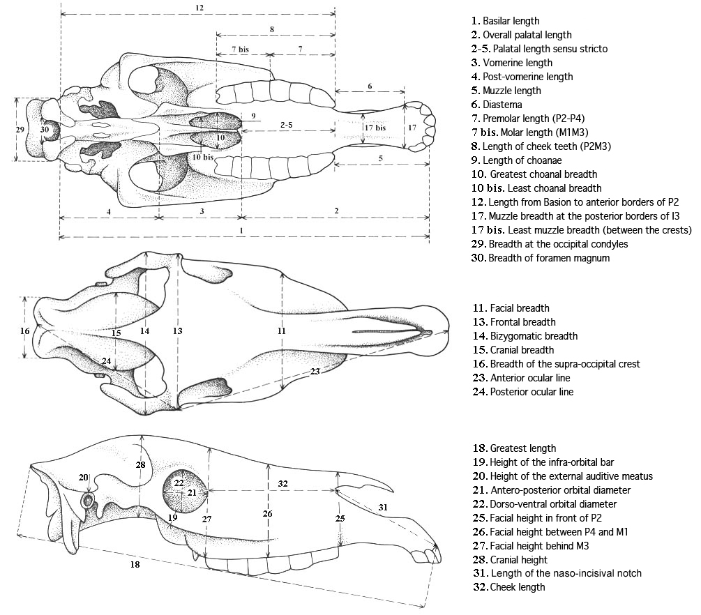 Skull system of measurements