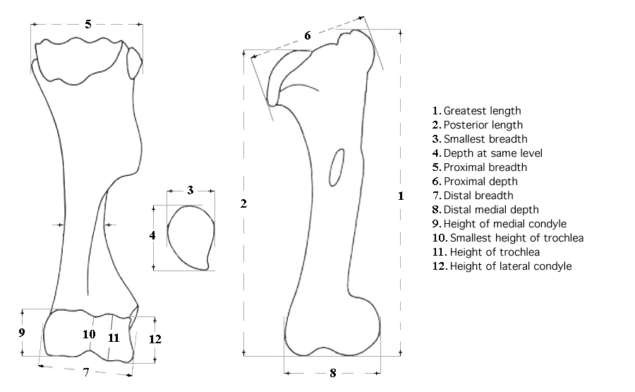 Humerus system of measurements