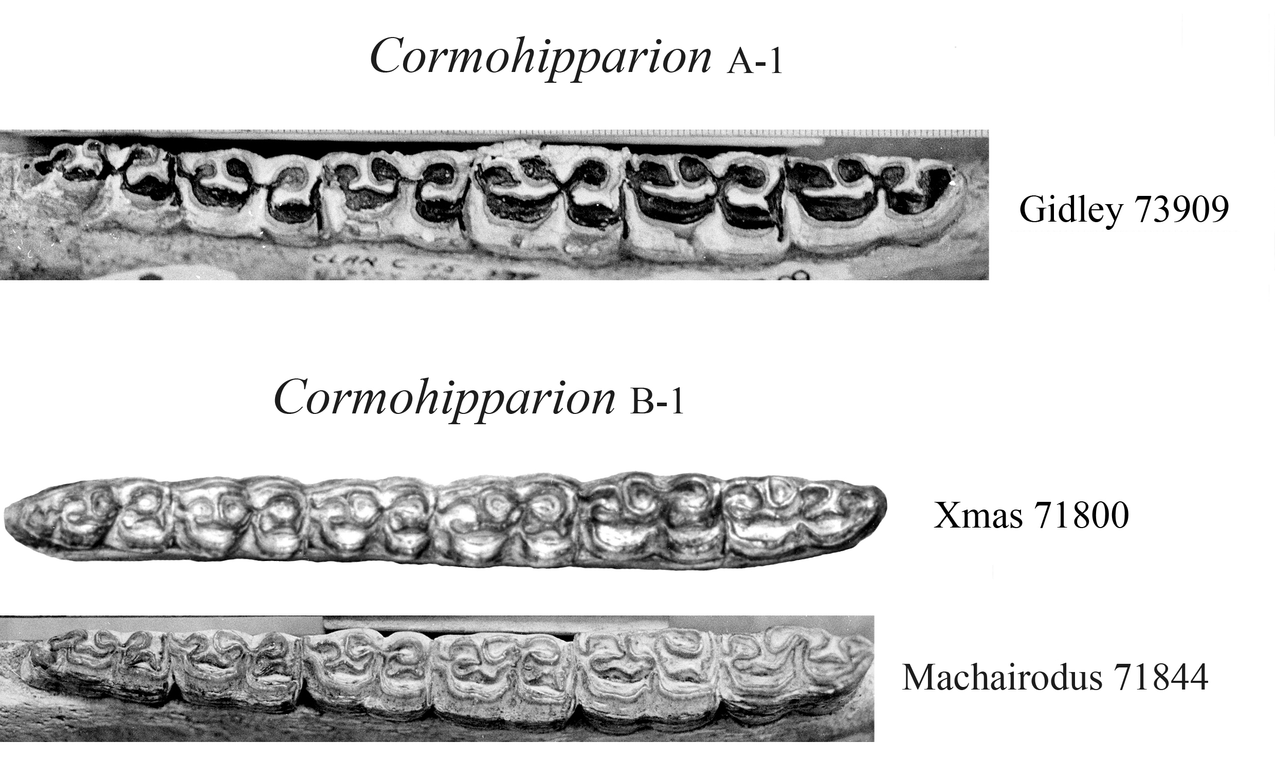 Cormohipparion A-1 & B-1 upper cheek teeth