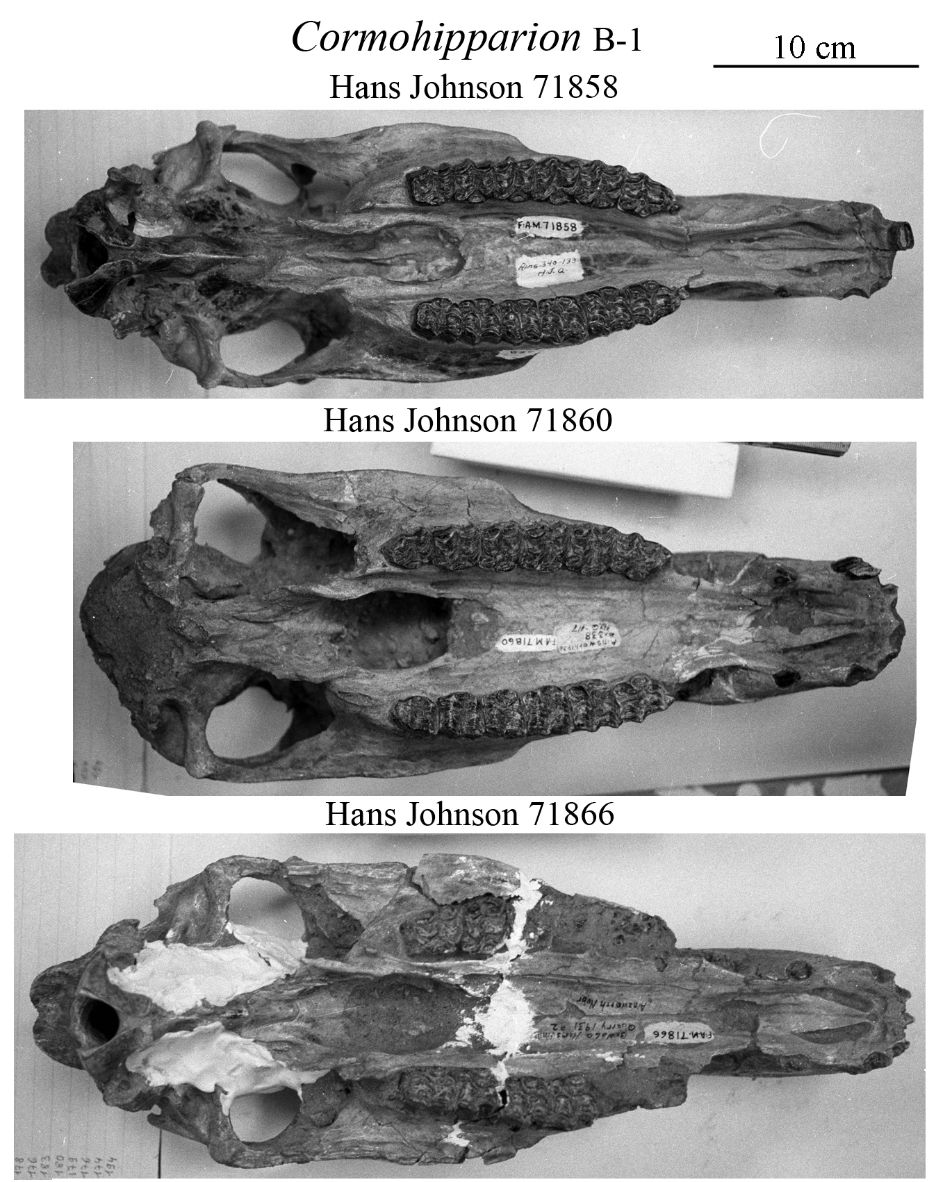 B-1 Hans Johnson skulls
