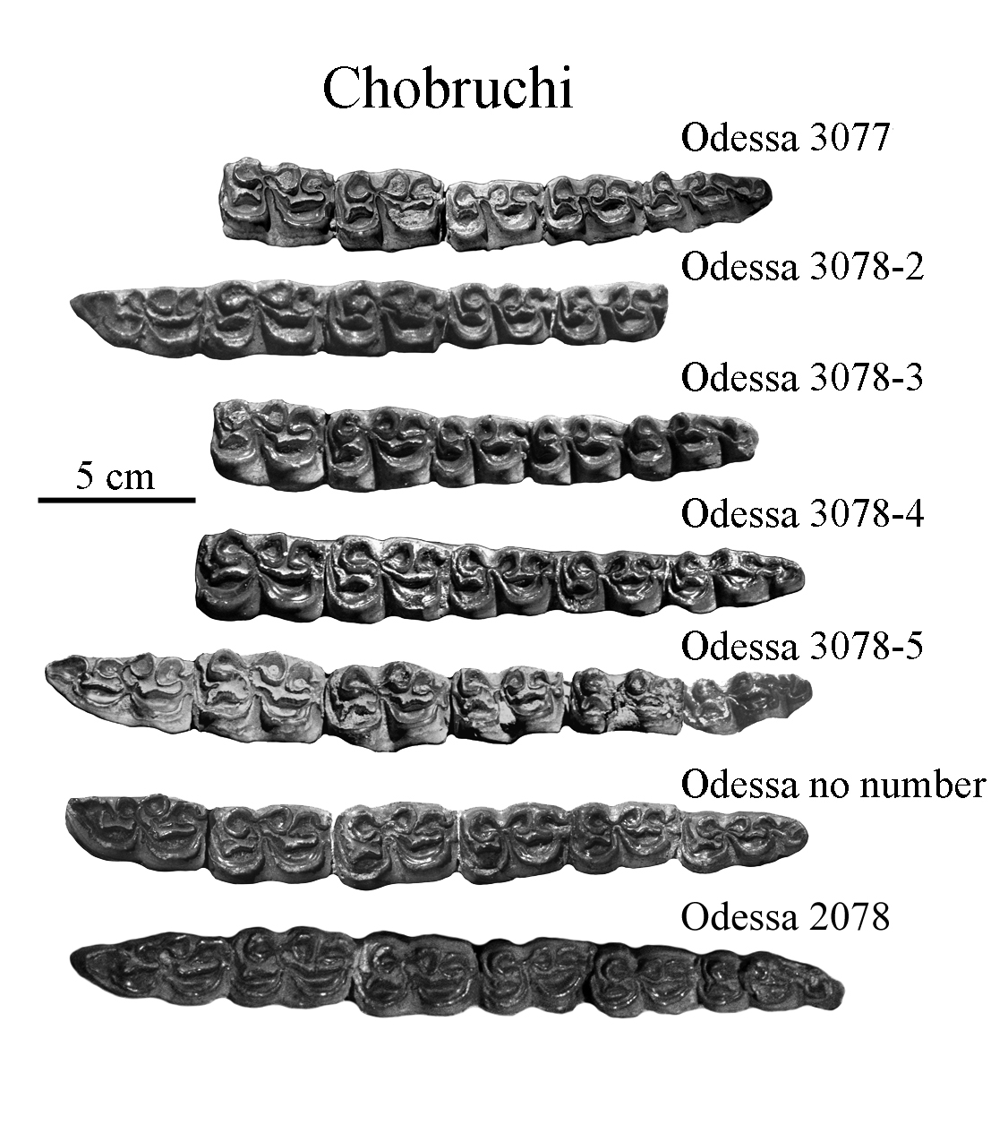 Chobruchi Lower Cheek Teeth photos