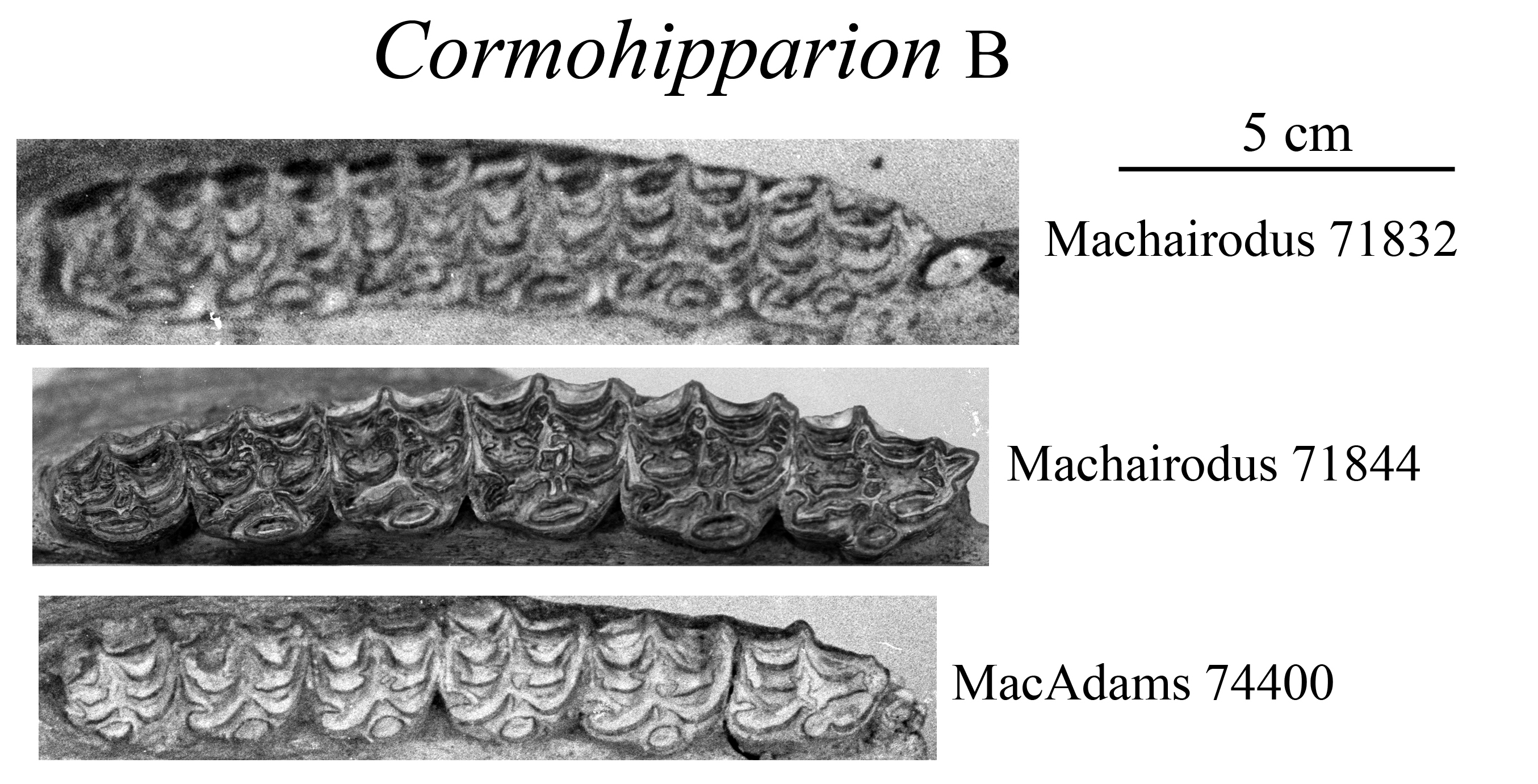 Cormohipparion B upper cheek teeth