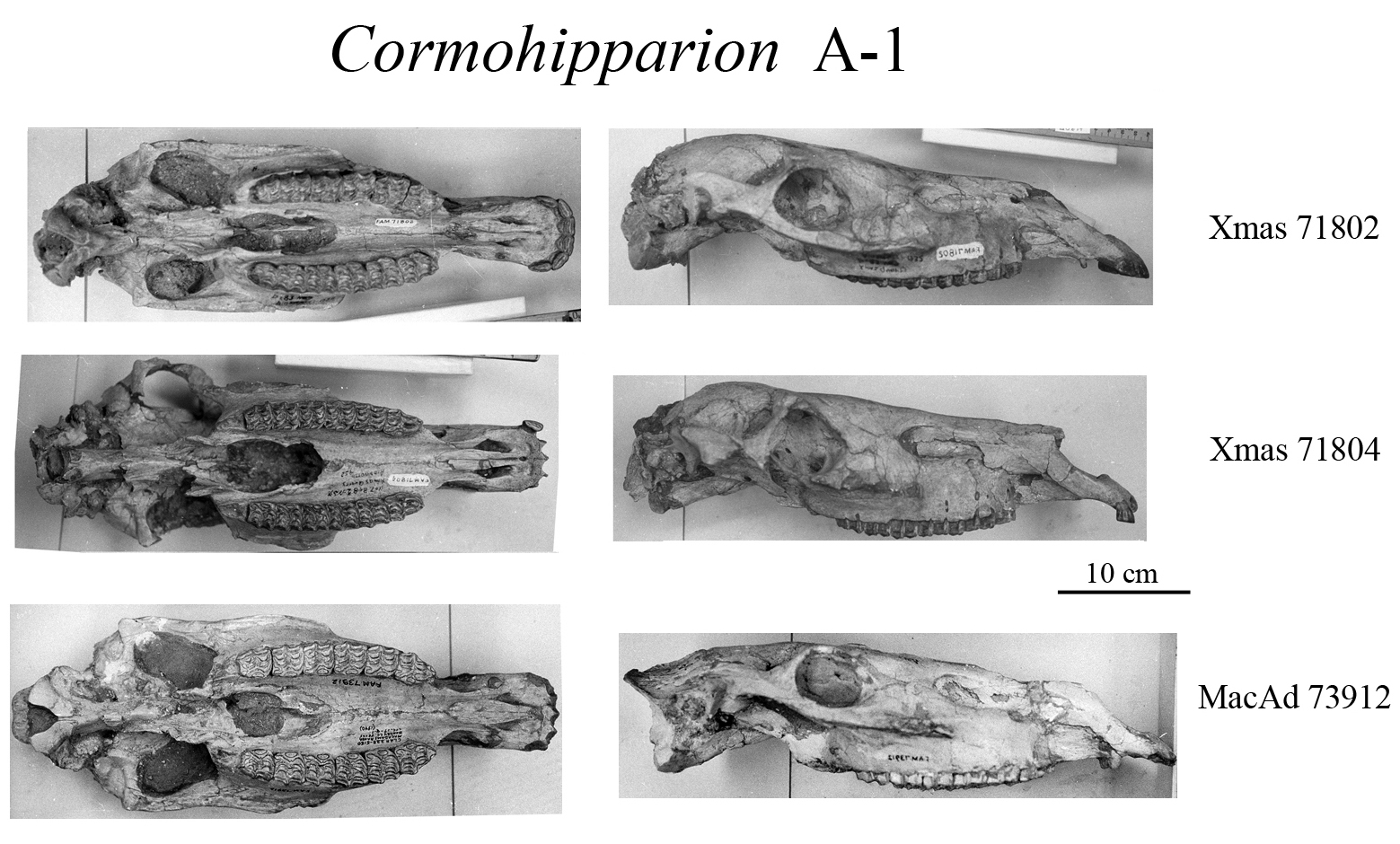 Cormohipparion A-1 skulls