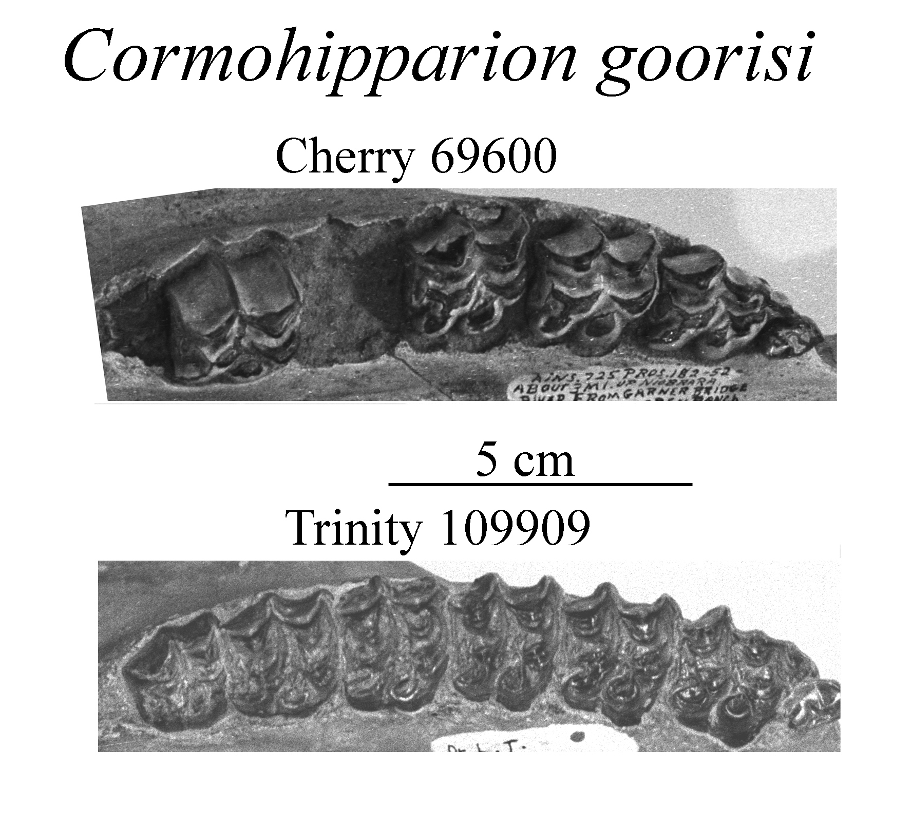 C. goorisi upper cheek teeth