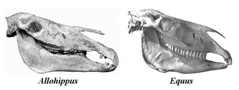 Crânes d'Allhippus et d'Equus vus de profil