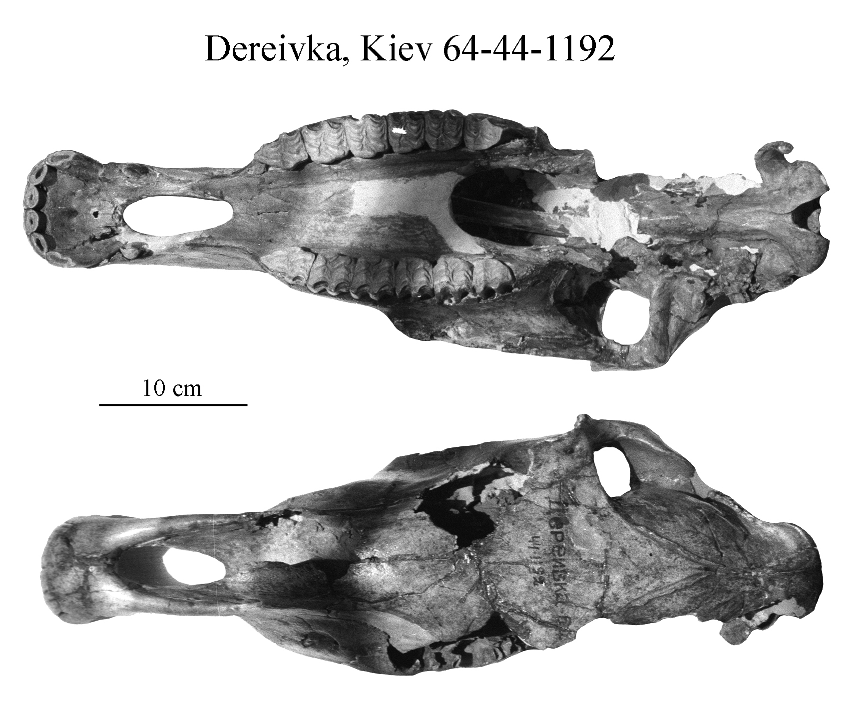 Dereivka Skull, occlusal and superior views