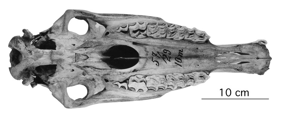 E. prz ZIN 57-29 CraOcc