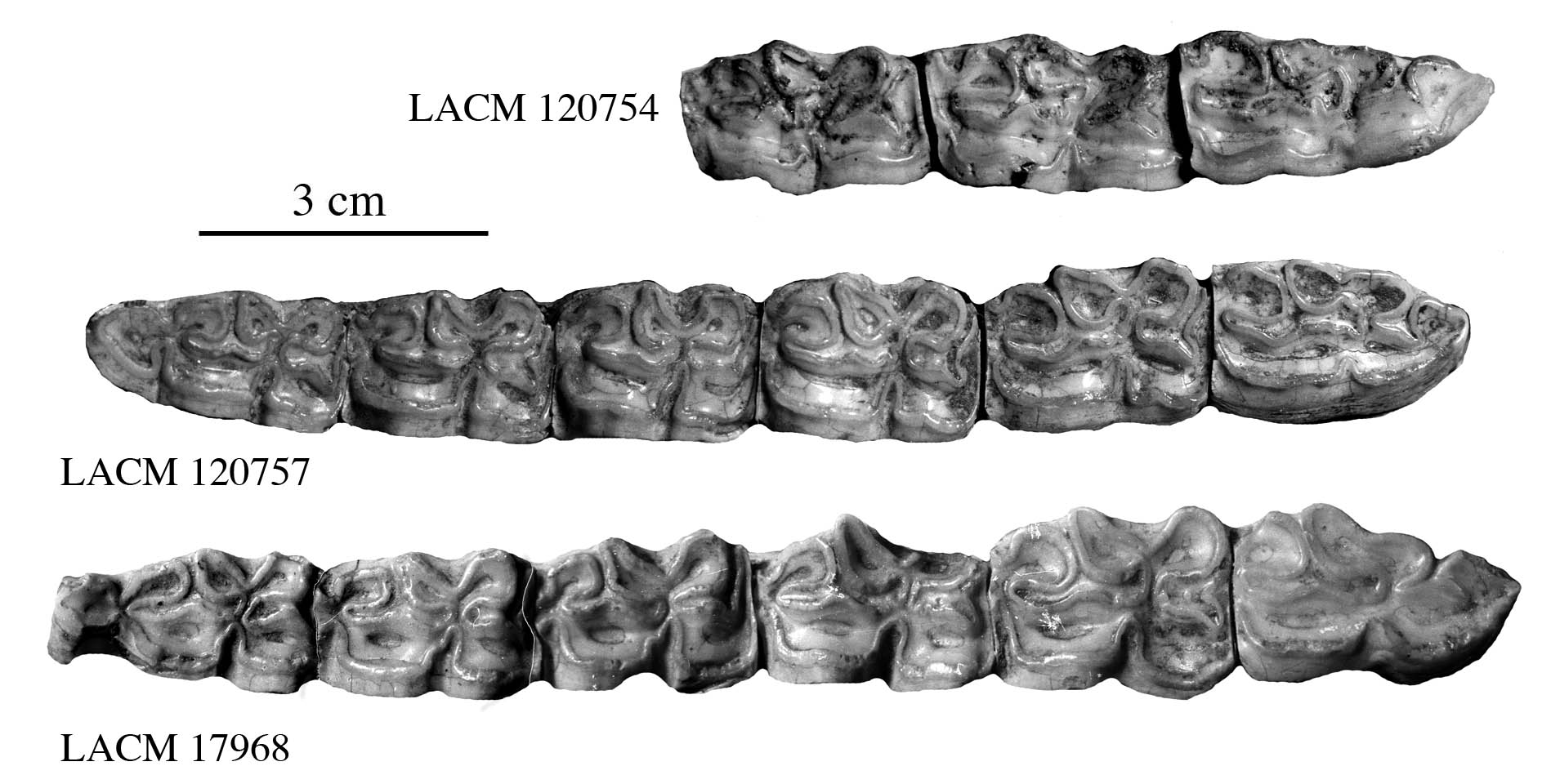 Fig.11 A. leoni Lower cheek teeth