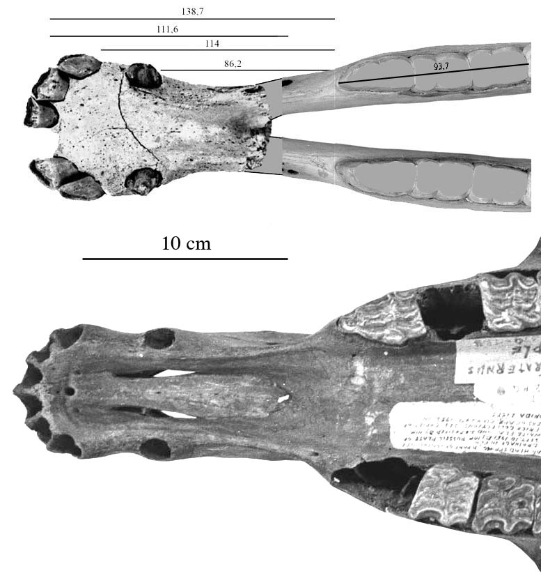 Fig.12 Haile 16A Symphysis-Cedar Muzzle