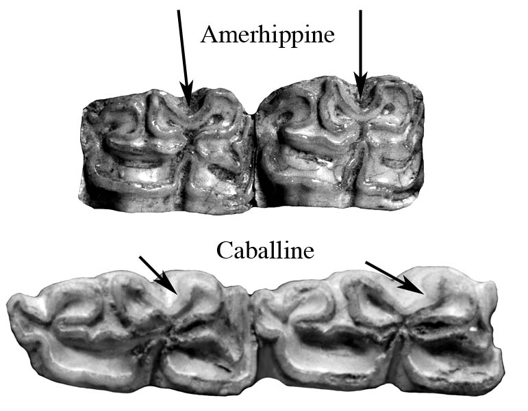 Fig.12 Caballine and Amerhippine Lower cheek teeth