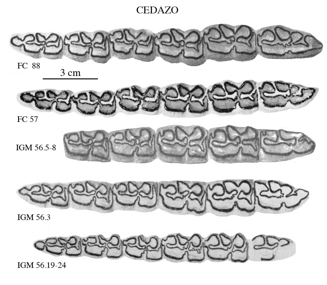 Fig.19 E. conversidens Cedazo Lower cheek teeth
