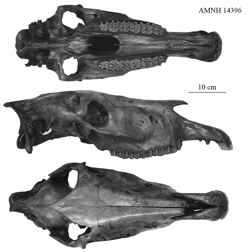 Fig.1 A. occidentalis, Skull, AMNH 14396