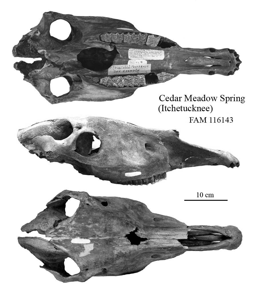 Fig.1 Cedar FAM 116143 Cranium