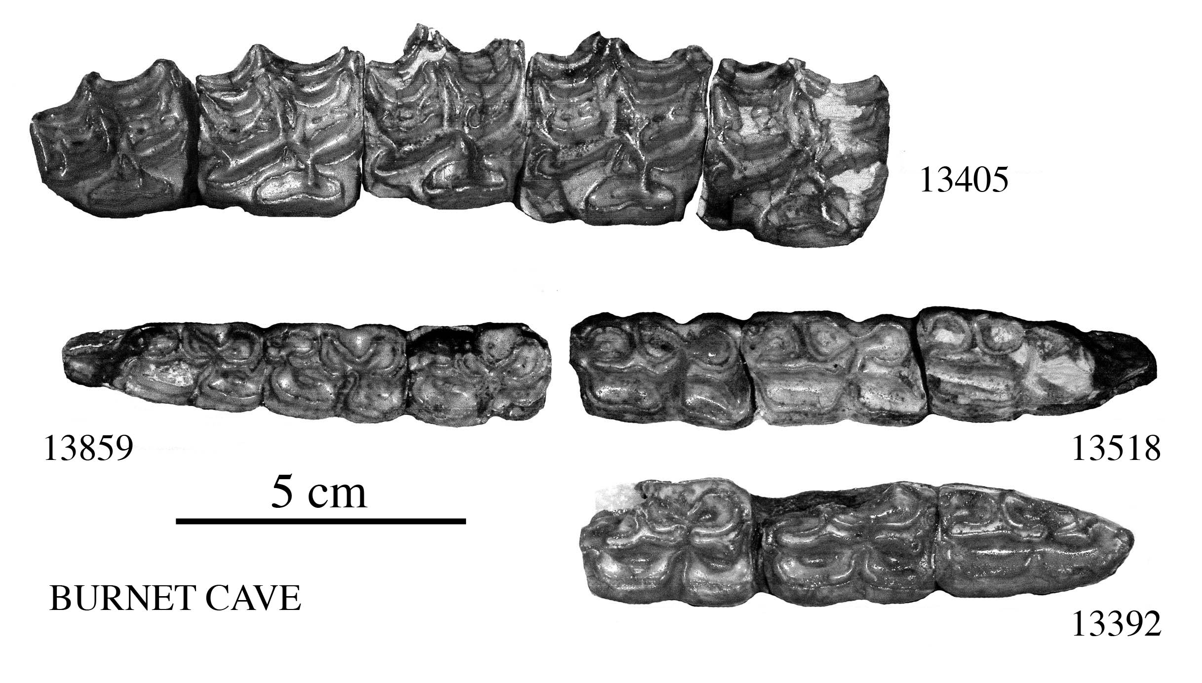 Fig.23 E. conversidens Burnet Cave Cheek teeth
