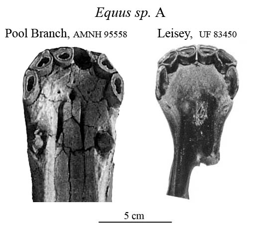 Fig.28 Florida, E.sp.A Muzzle-Symphysis