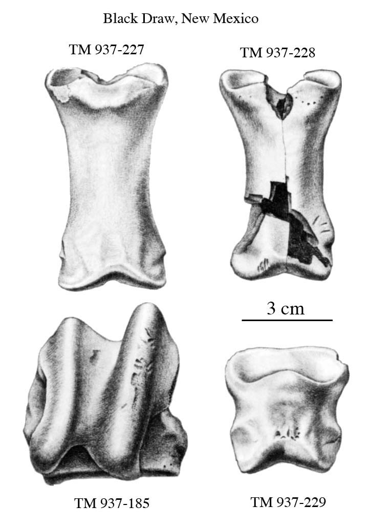Fig.29 E. conversidens Black water Draw Limb bones