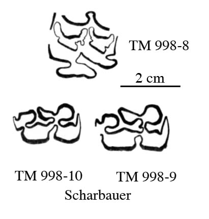 Fig.31 E. conversidens Scharbauer Cheek teeth