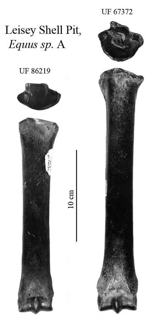 Fig.32 Florida, Equus sp.A Metapodials