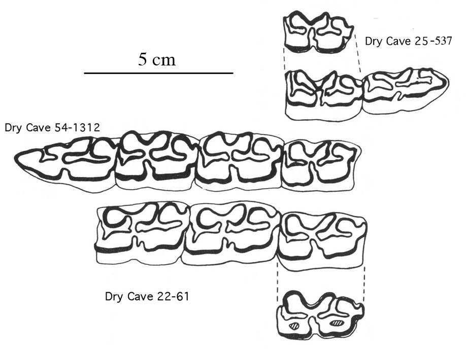Fig.33 E. conversidens Dry Cave Lower cheek teeth