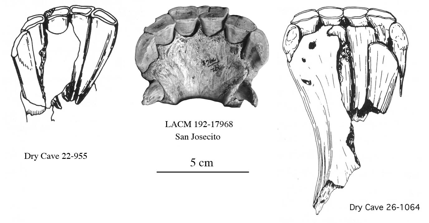 Fig.34 E. conversidens Dry Cave Symphyses