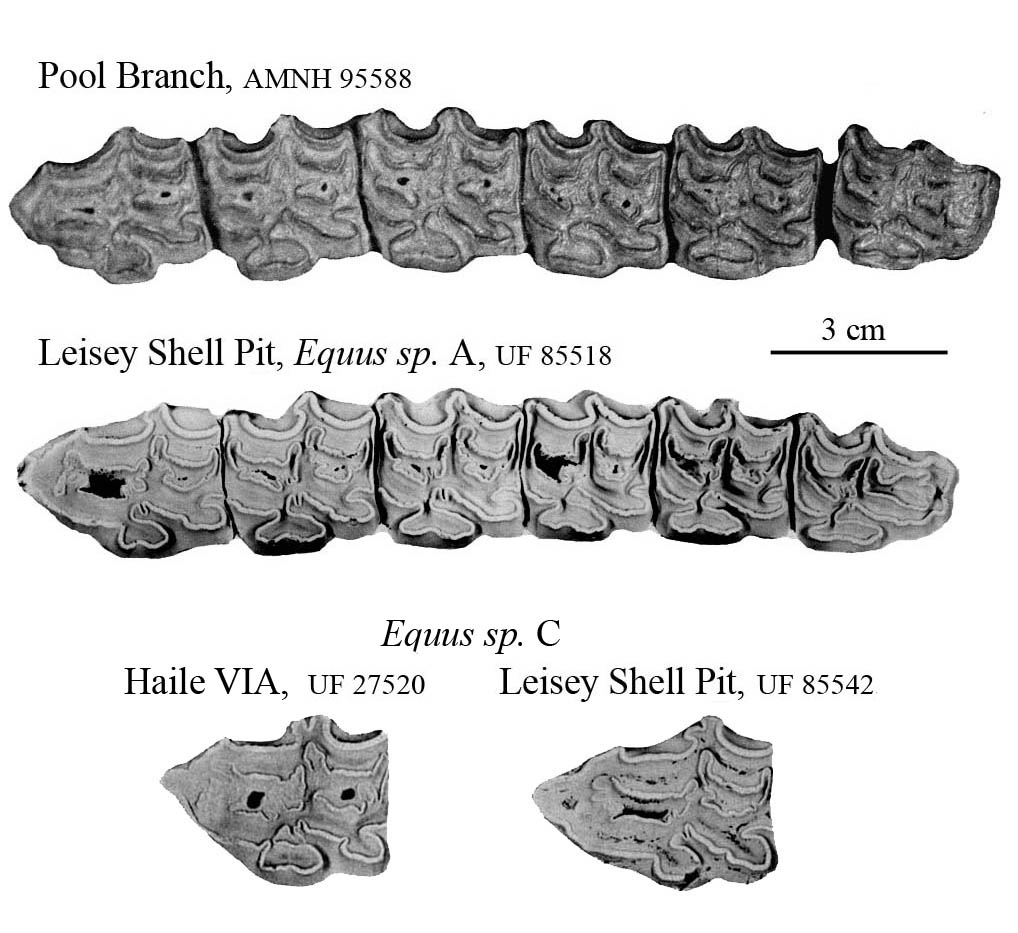 Fig.34 Pool Branch, E.sp.A, E.sp.C Upper cheek teeth
