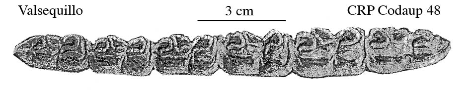 Fig.37 E. conversidens Valsequillo CRP Codaup 48 Lower cheek (...)
