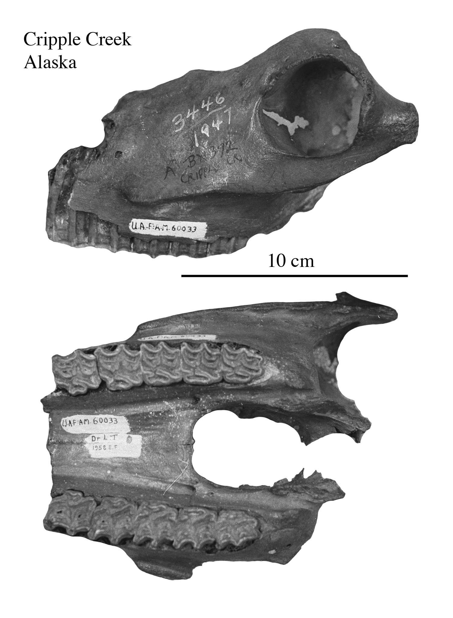 Fig.38 E. conversidens FAM 60033 Cranium