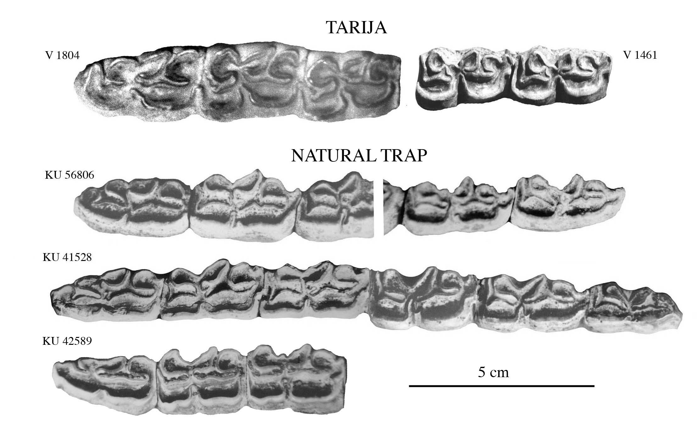 Fig.3 Lower Cheek teeth, Natural Trap and Tarija
