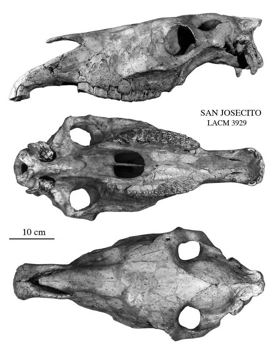 Fig.3 A. leoni LACM 3929 Cranium