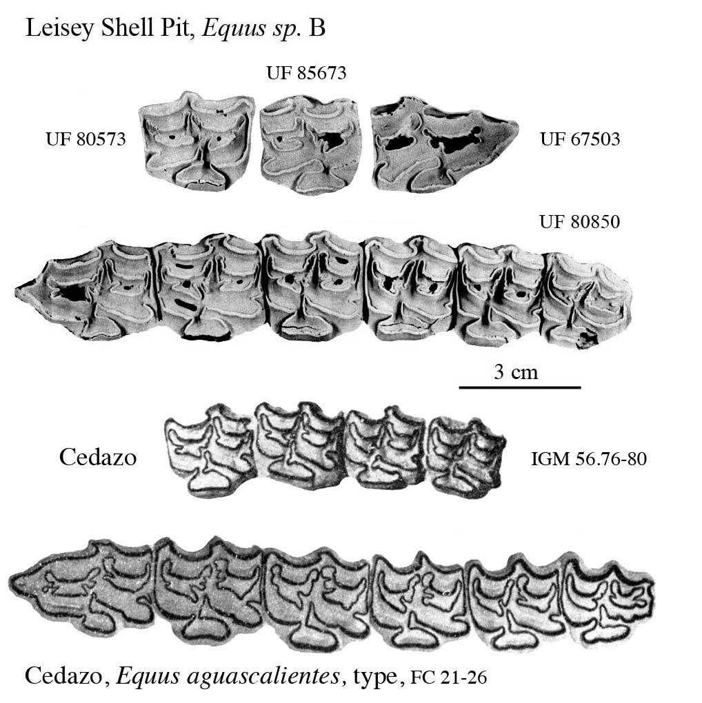 Fig.40 Florida E.sp.B et al. Upper cheek teeth