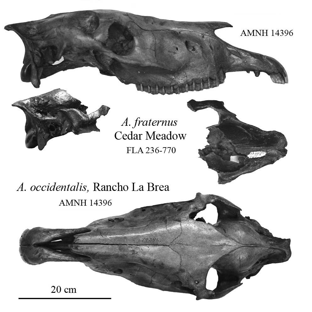 Fig.6 Cedar-RLB Crania